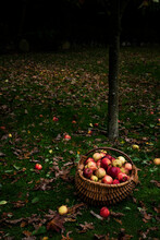 Apple Harvest. Apples In A Basket In An Orchard.