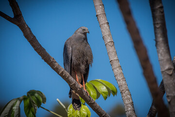 falcon on tree