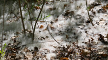 A Cottonwood Tree Has Shed Its Seeds Appearing As Snow Along The Forest Floor.