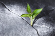 Green sprout growing in stone slab - rebirth, revival, resilience and new life concept