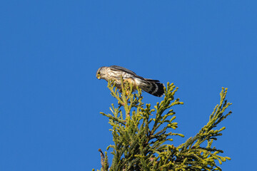 Canvas Print - Close view of an immature Peregrine Falcon perched, seen in the wild near the San Francisco Bay