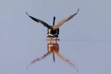 Canvas Print - Canada goose landing, seen in the wild near the San Francisco Bay