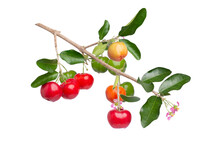 Acerola Cherry With Flower And Green Leaves 