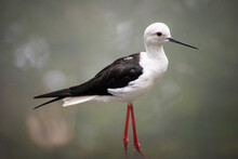 Small Black And White Water Bird Found In Asia With Its Bright Red Legs