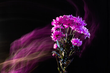 pink chrysanthemums with double exposure blurred flowers, is not in focus with color loop or arc