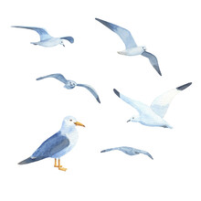 Watercolor Seabirds Fly. Set Of Ocean Gulls Isolated On White Background. Flock Of Seagulls