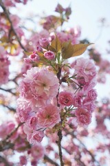 Canvas Print - 八重桜