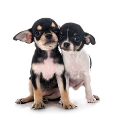 Sticker - chihuahuas in studio