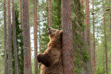 large mammal, male brown bear (ursus arctos) standing on hind legs and leaning against the tree trun
