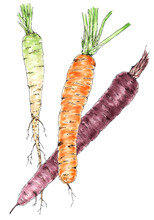 Carrot (Daucus Carota Subsp. Sativus) Roots Botanical Drawing. Ink And Watercolor On Paper.