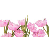 Fototapeta Tulipany - Pink tulip flowers on pastel background.