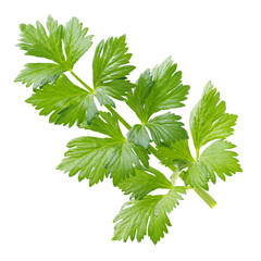 Wall Mural - Celery leaves isolated on white background