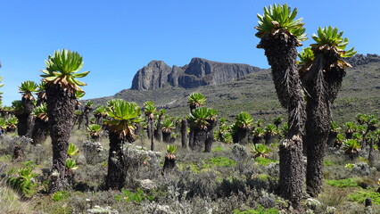 Mount Elgon