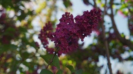 Wall Mural - Blooming lilac bush. Spring. Beautiful nature. Blooming garden. Beauty of nature. Lilac close-up