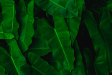 The Splendor Of Green Leaves For The Abstract Background.