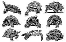 Graphical Set Of  Tortoises Isolated On White Background,vector  Illustration	
,elements For Design