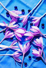 Studio Shot Of Crocus Flowers On Blue Textile