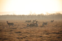 A Herd Of Deer In The Early Morning In Kushiro Wetland, Hokkaido, Japan