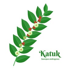 Wall Mural - Vector illustration, Katuk leaf or Sauropus androgynus, also known as sweet shoot leaf, isolated on white background.