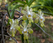 Closeup view of yellow and white vanda denisoniana epiphytic orchid species flowers blooming in outdoors tropical garden on natural background
