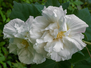 Wall Mural - Closeup view of fresh white hibiscus mutabilis aka Confederate rose or Dixie rosemallow flowers in outdoor tropical garden on natural background