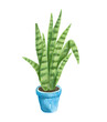 Watercolor house plant in blue pot. Hand-drawn illustration isolated on the white background