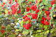 Red rowan berries in summer on a tree