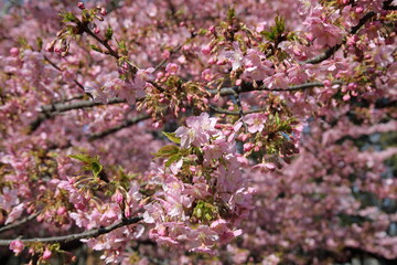 Wall Mural - Cherry Blossoms at Rinshi-no-mori Park, Tokyo, Japan