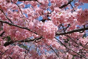 Wall Mural - Cherry Blossoms at Rinshi-no-mori Park, Tokyo, Japan