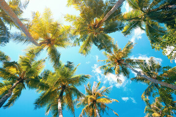 Wall Mural - Beautiful natural tropical background with palm trees against a blue sky with clouds.