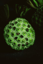 Lotus Seed Pod Close-up