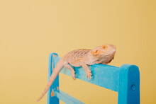 Reptile On Blue Yellow Background. Wild Pet. Eastern Bearded Dragon,  Simply Bearded Lizard On White. Ukraine Color