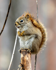 Wall Mural - Squirrel Photo and Image.  Close-up profile view in the forest standing on a branch tree with a blur background displaying its brown fur, paws, bushy tail, in its habitat surrounding and environment. 