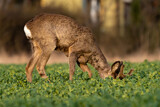 Fototapeta  - sarna i kozioł sarny na polu zielonym wiosną w mieście