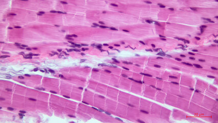 Wall Mural - Skeletal striated muscle tissue under the microscope. Muscle fibers. 