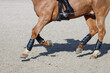 Horse riding legs close-up