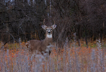 Wall Mural - White-tailed deer buck standing in the forest early in the morning during the rut in Canada