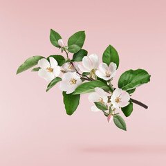 Wall Mural - Fresh quince blossom, beautiful pink flowers