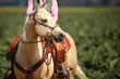 Western-style quarter horse palomino with ester rider in the saddle stands on a green field and attentively looks to the left..