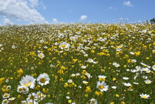 A Field In Bloom Under A Summer Sky, Sainte-Apolline, Québec, Canada