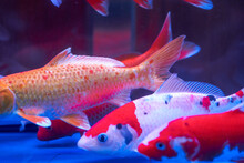 Close-up Of Big Koi Carp Raised In Professional Fish Tank