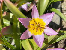 Beautiful Tulip.top View  Tulipa Saxatilis. Pink And Yellow Flowers In Garden.