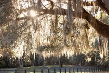 A Southern Georgia Outdoor Fence With The Sun Streaming Through The Old Oak Tree With Hanging Spanish Moss As A Travel Destination