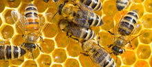 Closeup Of Bees Working In The Hive In Summer