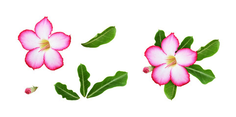 Wall Mural - Set of pink adenium flowers and leaves and floral composition isolated