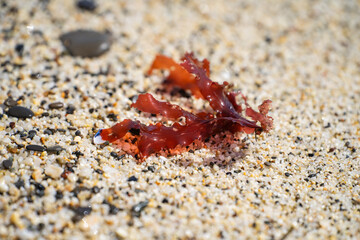 Red algae on the sandy shore at low tide. 