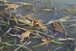 Dużo żab pływających w stawie podczas wiosennych godów