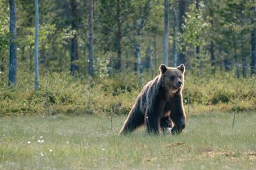 brown bear walking in the forest