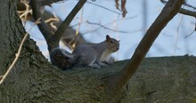 Close-up Of A Gray Squirrel On A Tree In A Sunny Winter Day