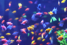 Many Small Bright Neon Colored Fish Are Swimming In An Aquarium On A Blue Background.